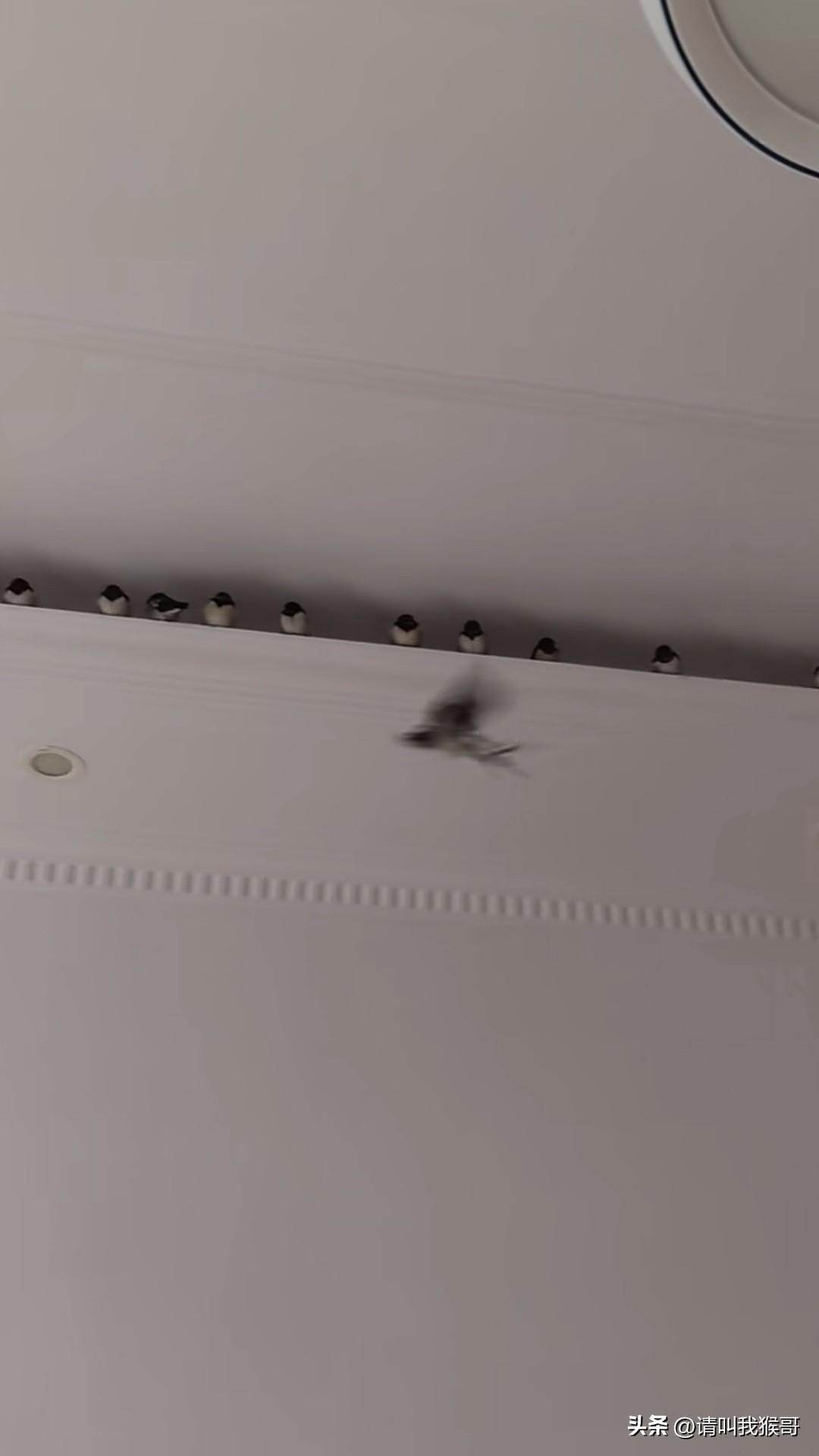 家里来了一群小可爱，咋办？是它们搬出去还是我搬出去？