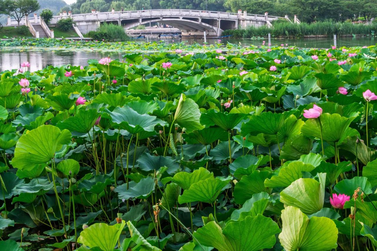 南京玄武湖。南京玄武湖荷花映湖 夏日荷塘映秀色 夏日赏荷胜地