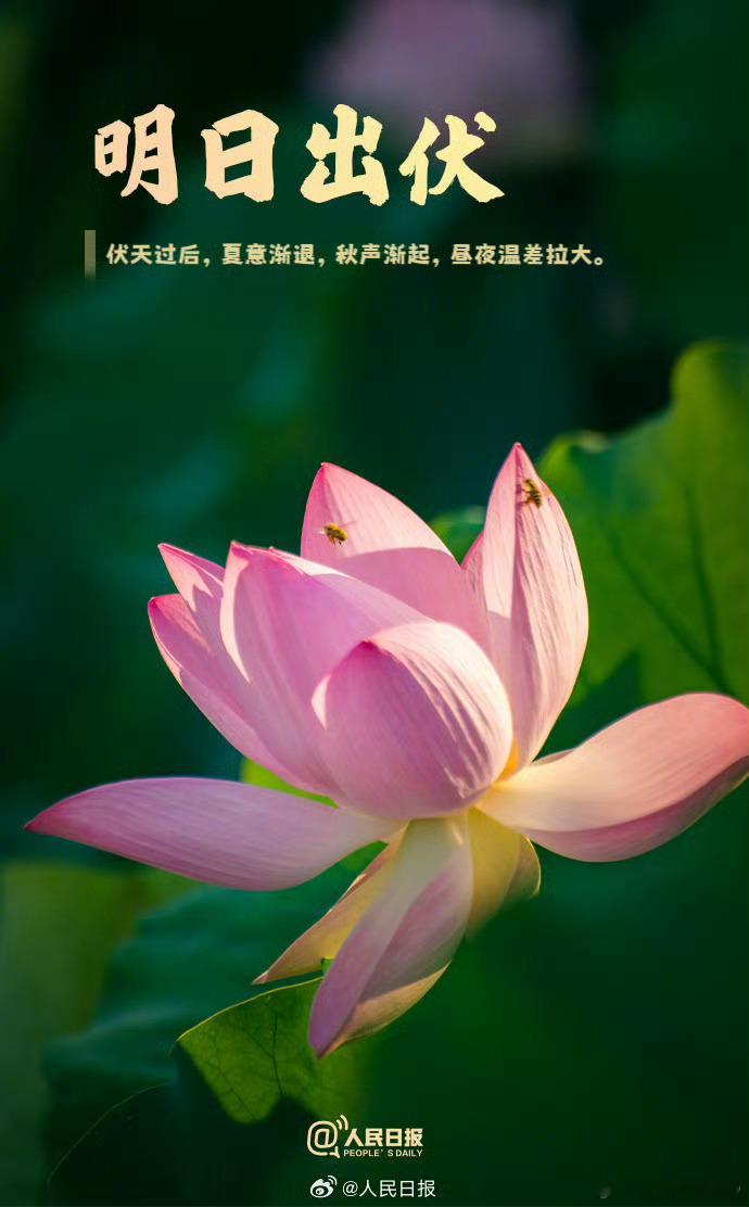 【三伏天最后一天，你感受到秋天了吗？】从7月15日到8月23日，今年40天的“三