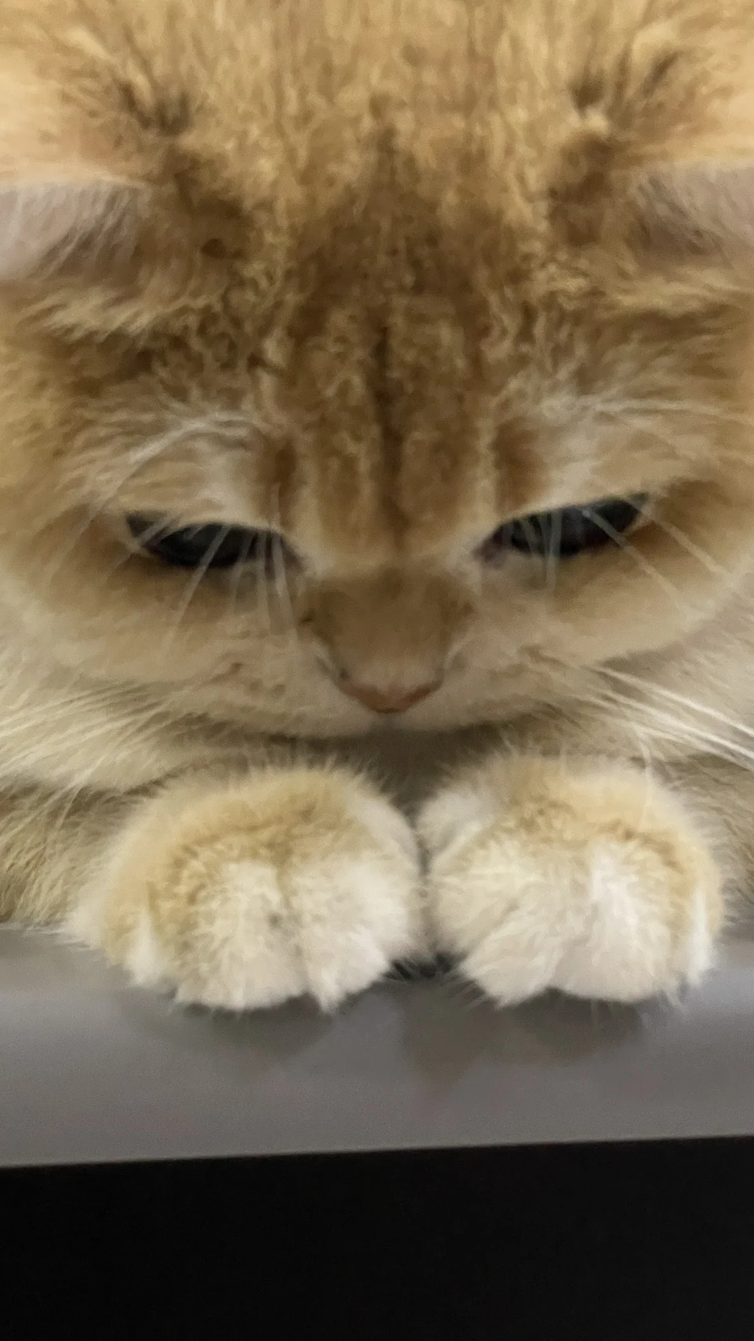 伟大的毛栗子供应商🌰