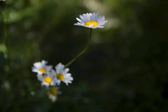 在馥郁的时光里，春浴烟火，候花开，使花的芬芳曼妙于心，让草的青葱焕发生机。于春天