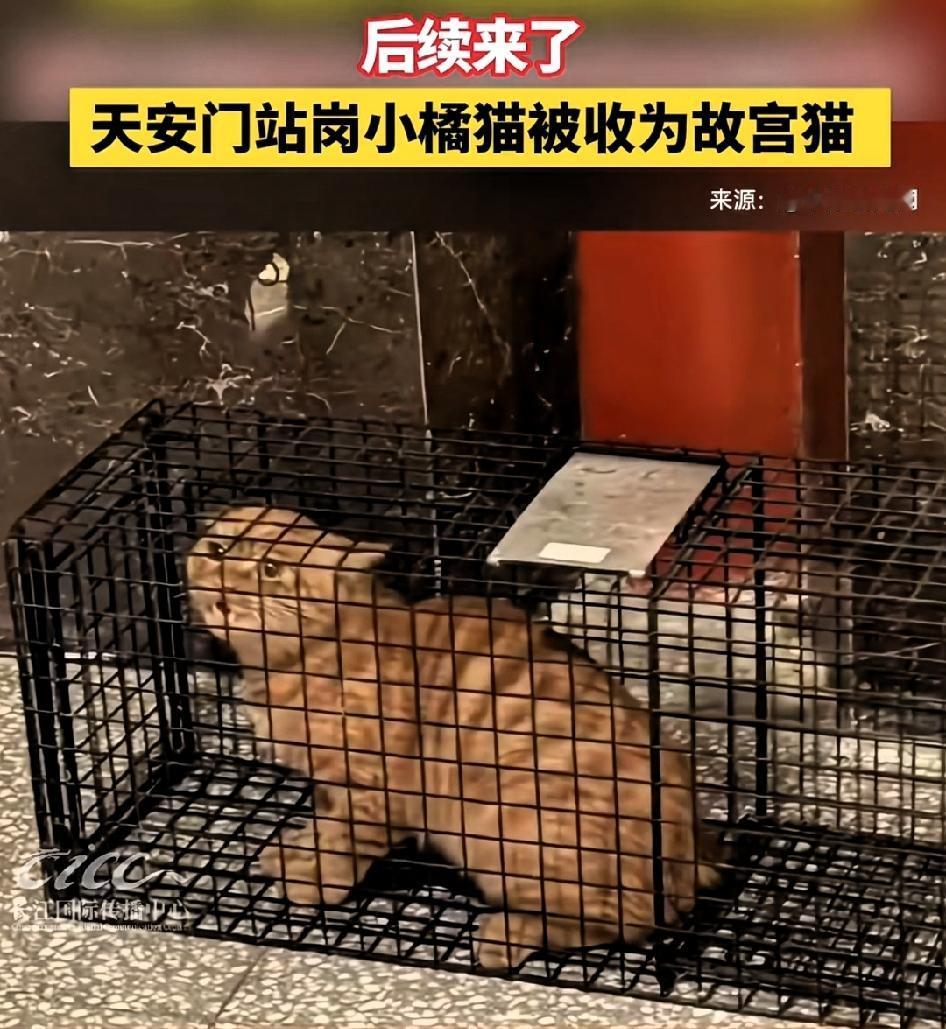 大橘这小表情还不开心呢（恐被拆弹吗)！都不用参加选秀，直接从兵哥哥的暖脚宝入宫有
