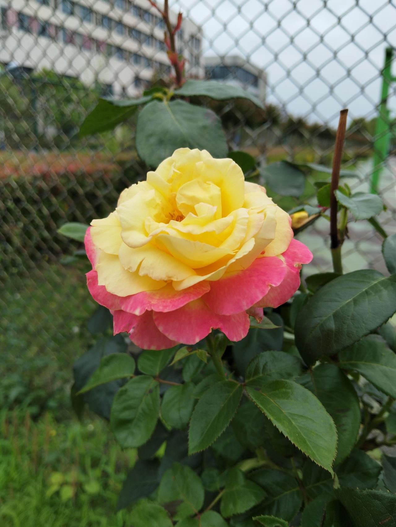 今天在球场外围拍到一朵鲜花，花瓣主体为明亮的黄色，外层花瓣边缘晕染粉红色，花型饱