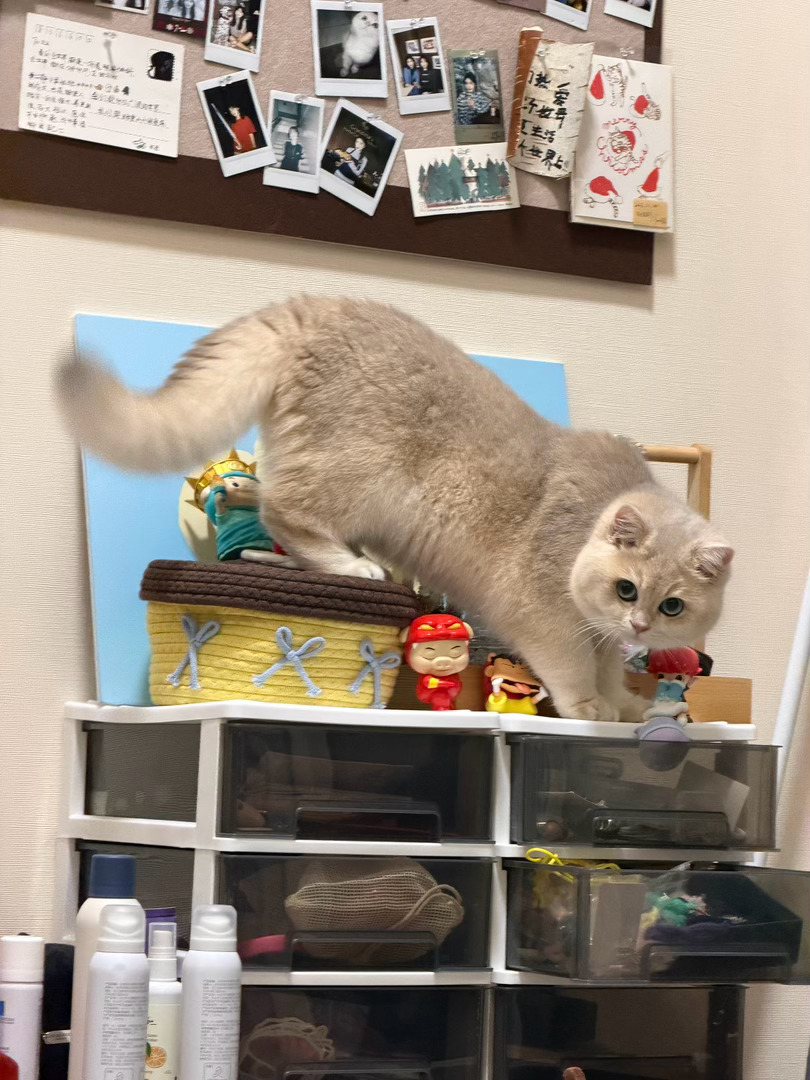 妈妈心里全世界最好的小猫 