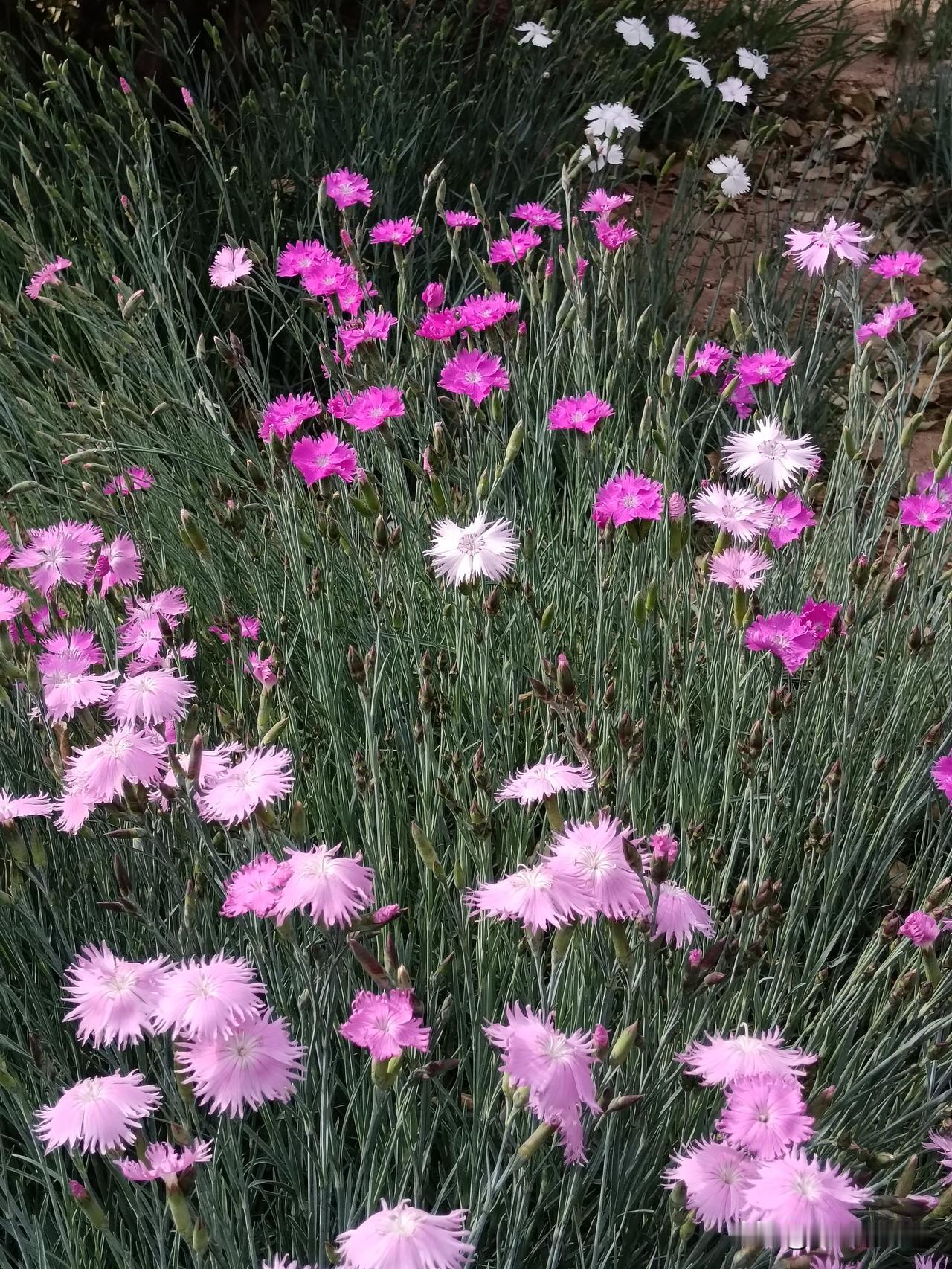 有人说现在考大学的人基本都是每家的第一代大学生，仔细观察还真是这么回事。
父母是