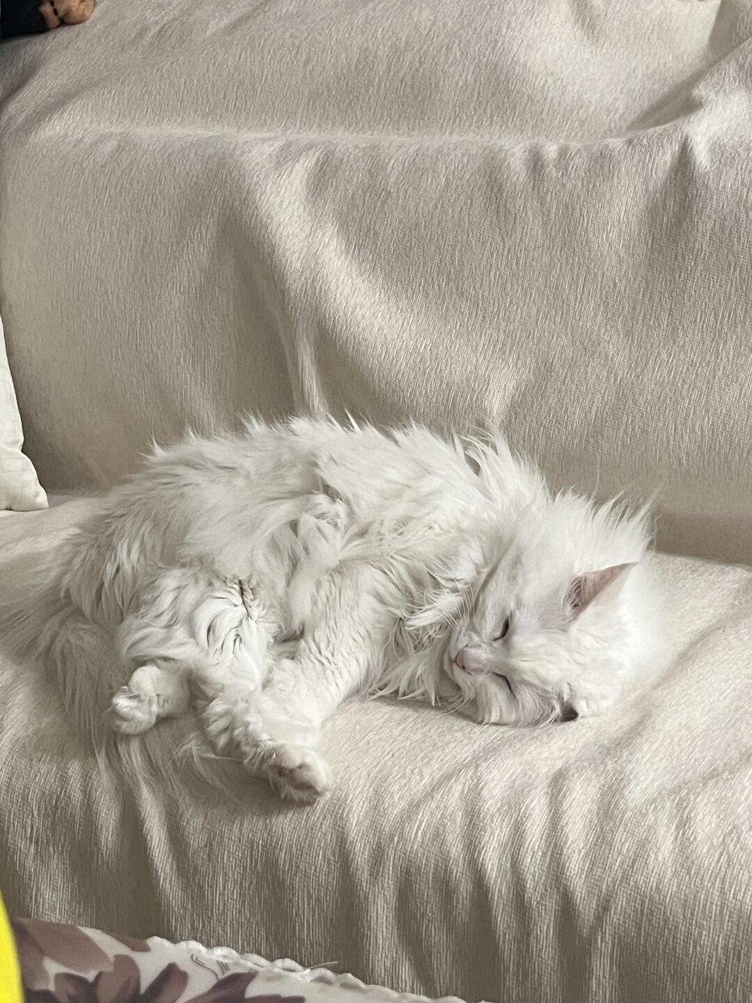 潦草小猫上线