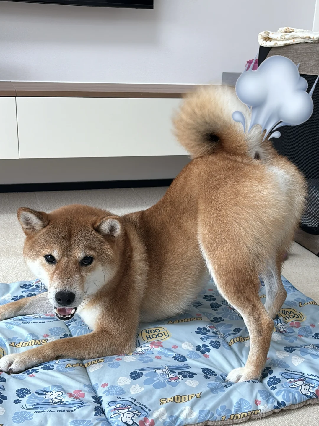 居家办公养狗人🐕限时体验卡
