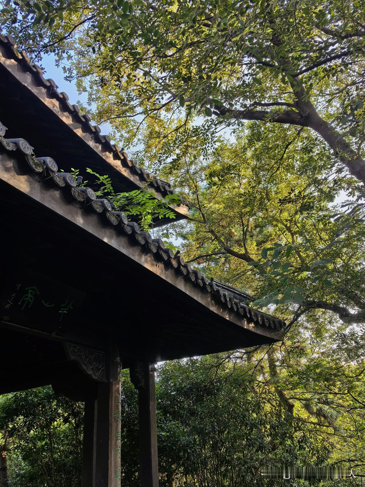 秋日登半山亭，人少安静。
绿野仙踪渐行远，
四望晨光透密林。