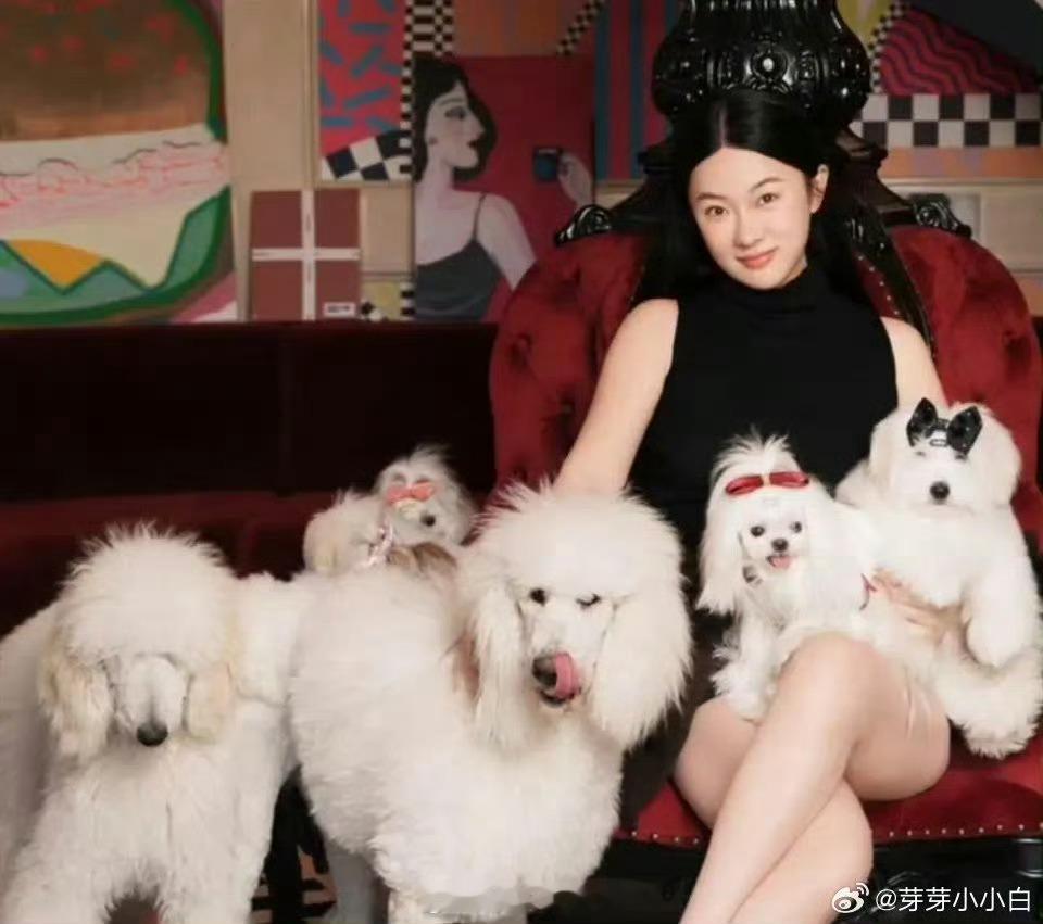 赛场表现稳定从容，鹦鹉仪态与服从力拉满，背后是日复一日的耐心训练霍思燕养什么都争