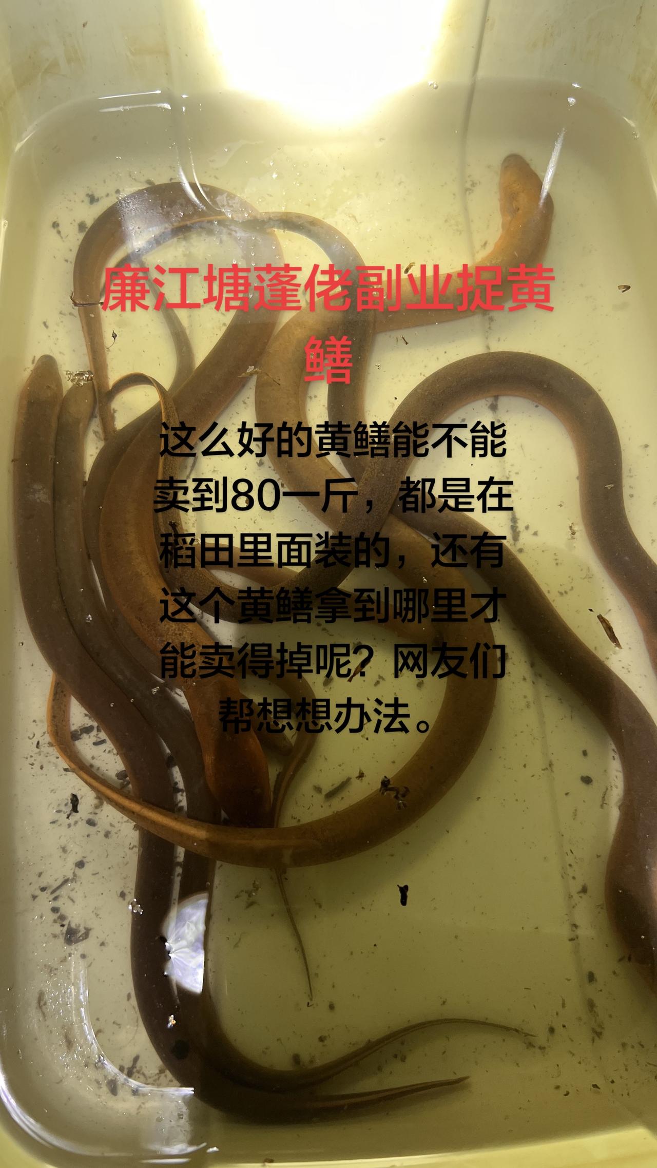 这是稻田纯正的黄鳝，能不能卖到80一斤，销路也不知道往哪里去卖，白天还要去做建筑