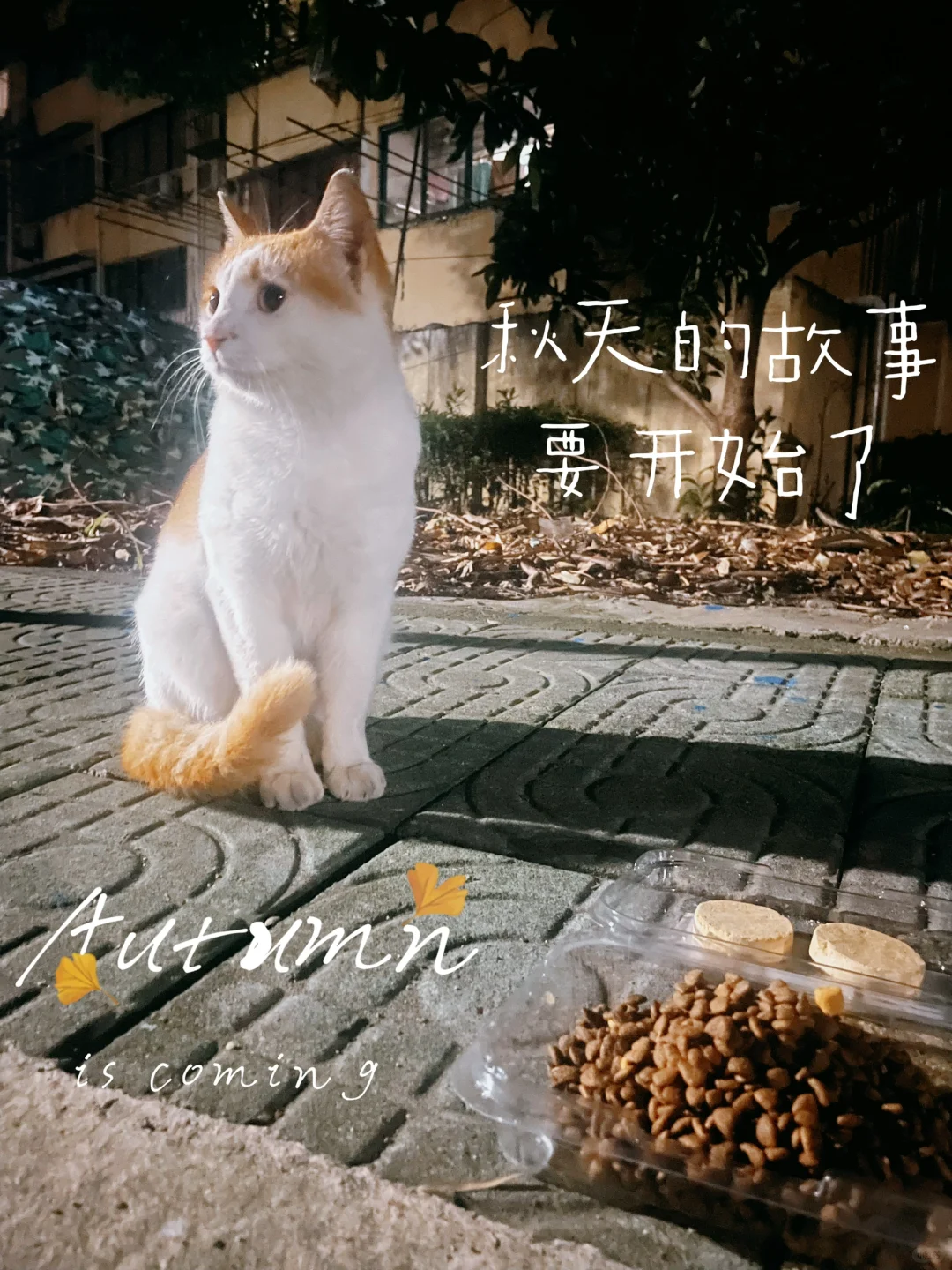 喵喵叫就会有小🐱出现