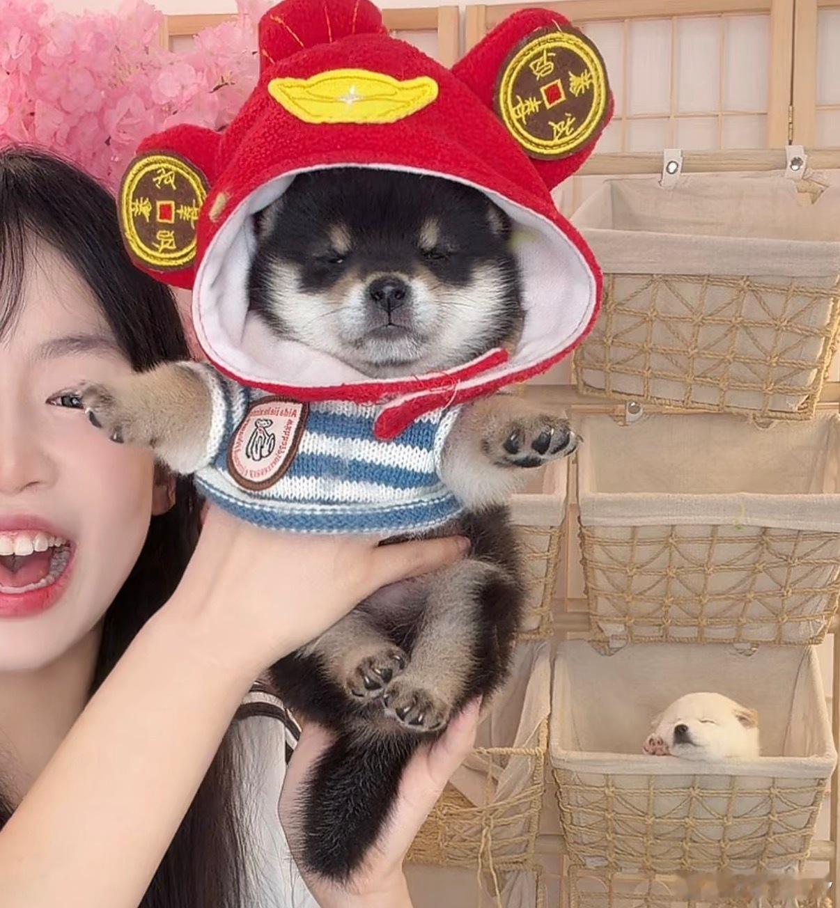 可爱晕了