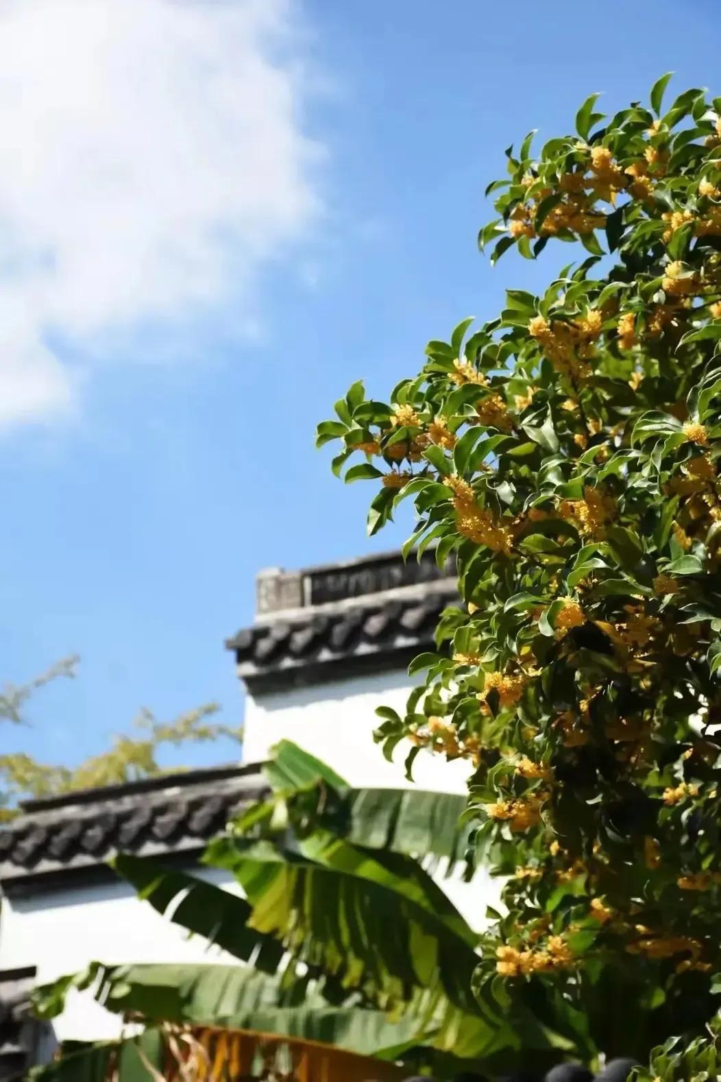 #以秋为题写对联#上联:桂花香里月明中；下联:菊花影里风清夜。此对联描绘了一幅秋