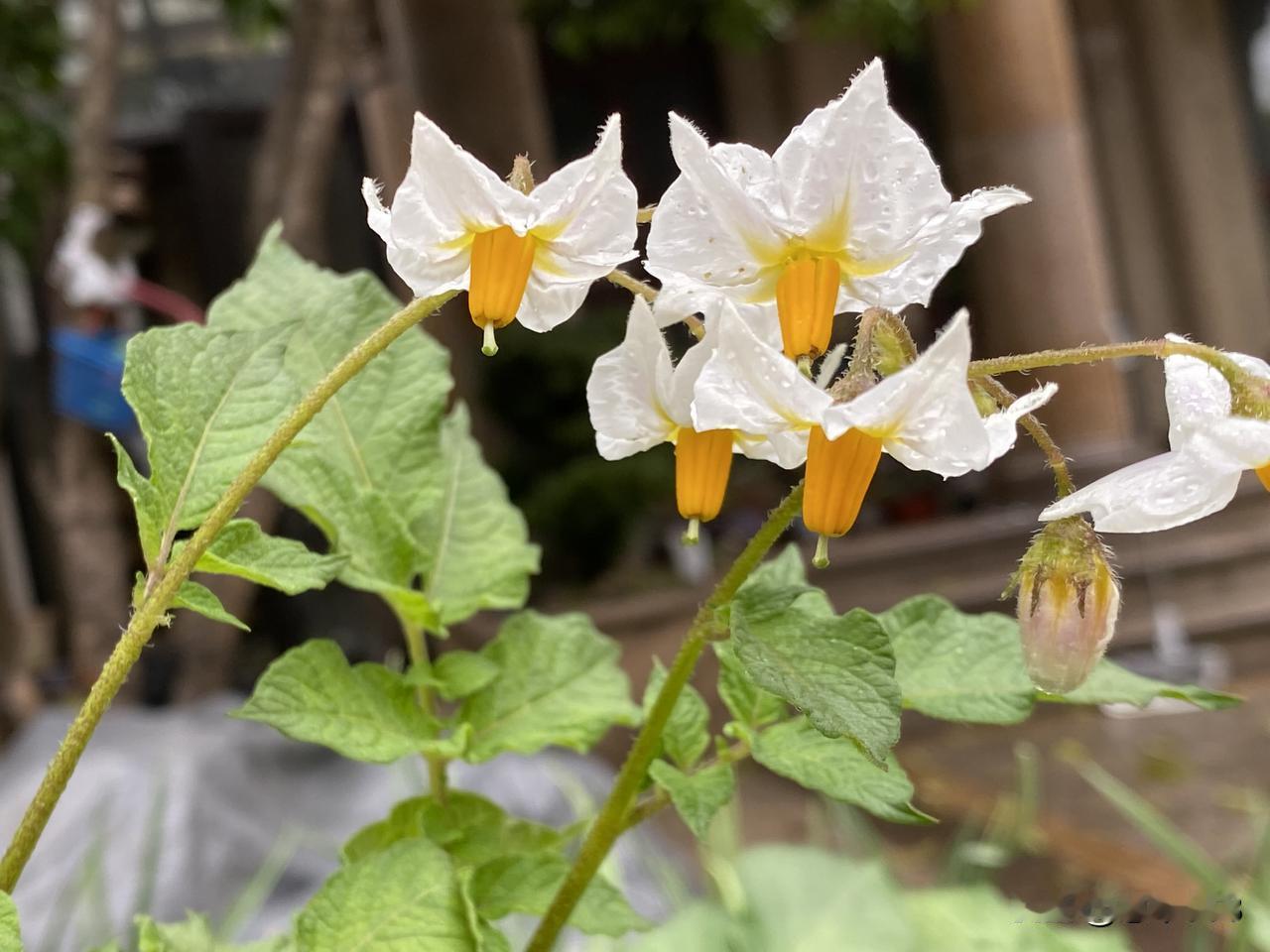 这个是什么花？白花黄蕊，清新淡雅，像一只只蝴蝶飞来，真的太美了吧。