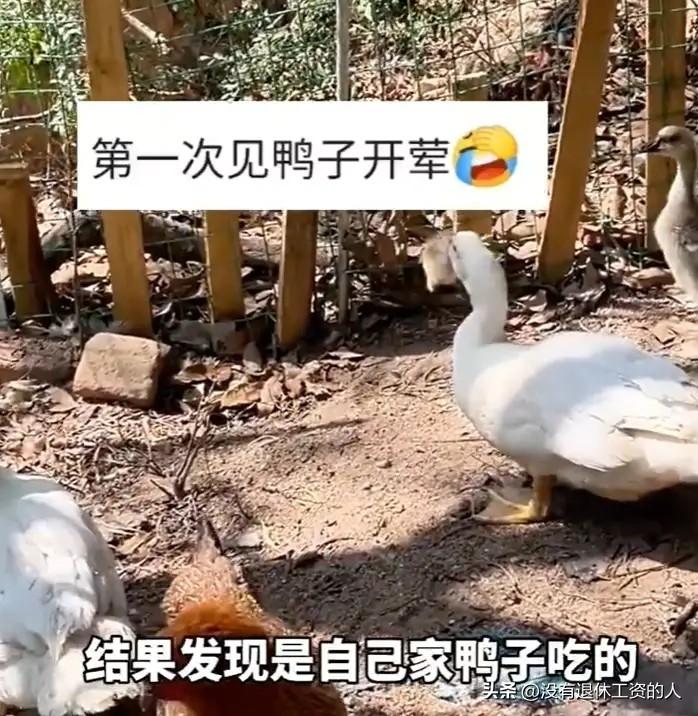 没想到，真凶居然会是它！

福建一农夫在自家院子里喂了47只小鸡，但最近，小鸡却