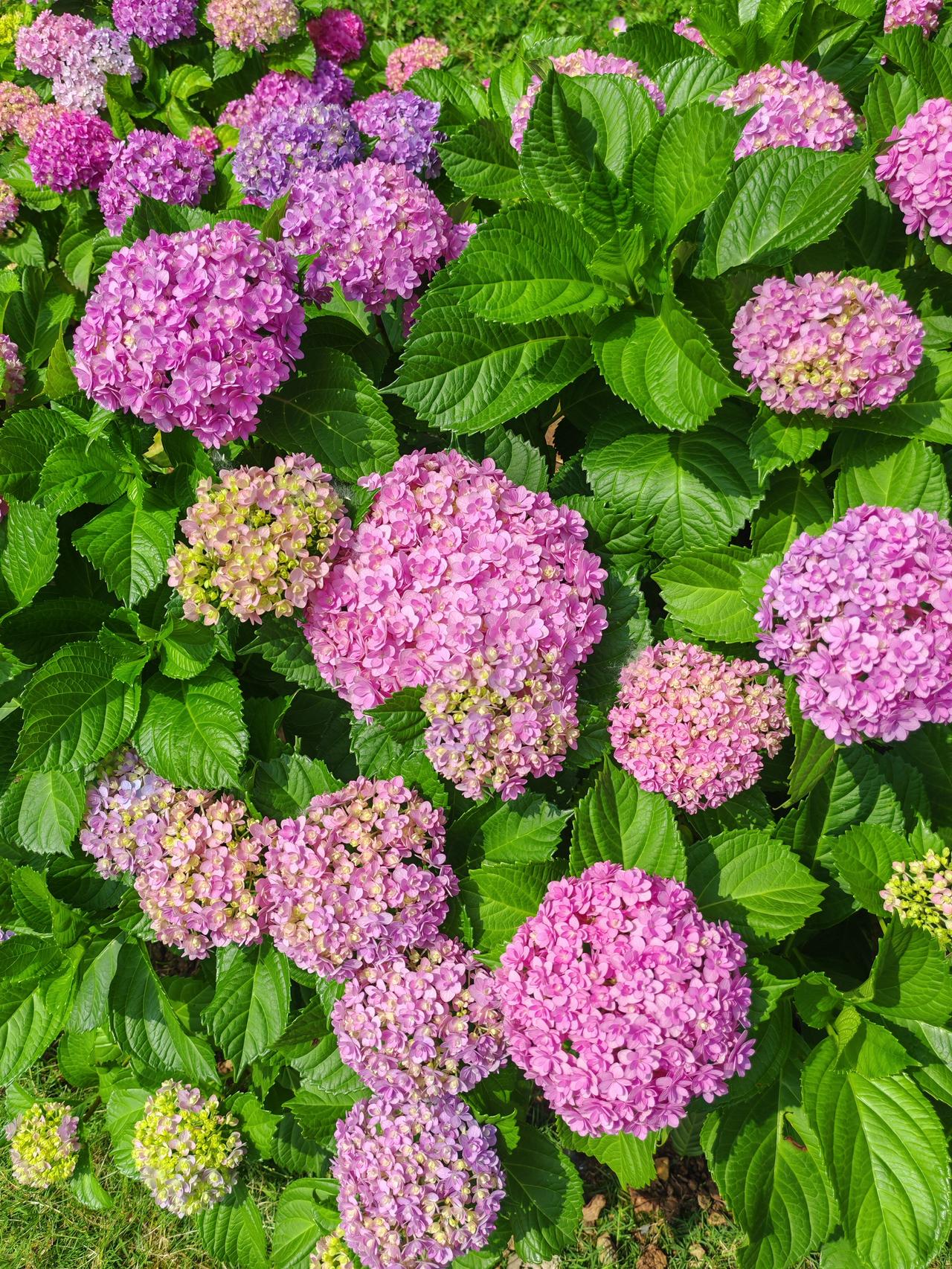 那些绣球花一团团、一簇簇的，颜色丰富得像打翻了调色盘，有清新的淡蓝、温柔的浅粉，