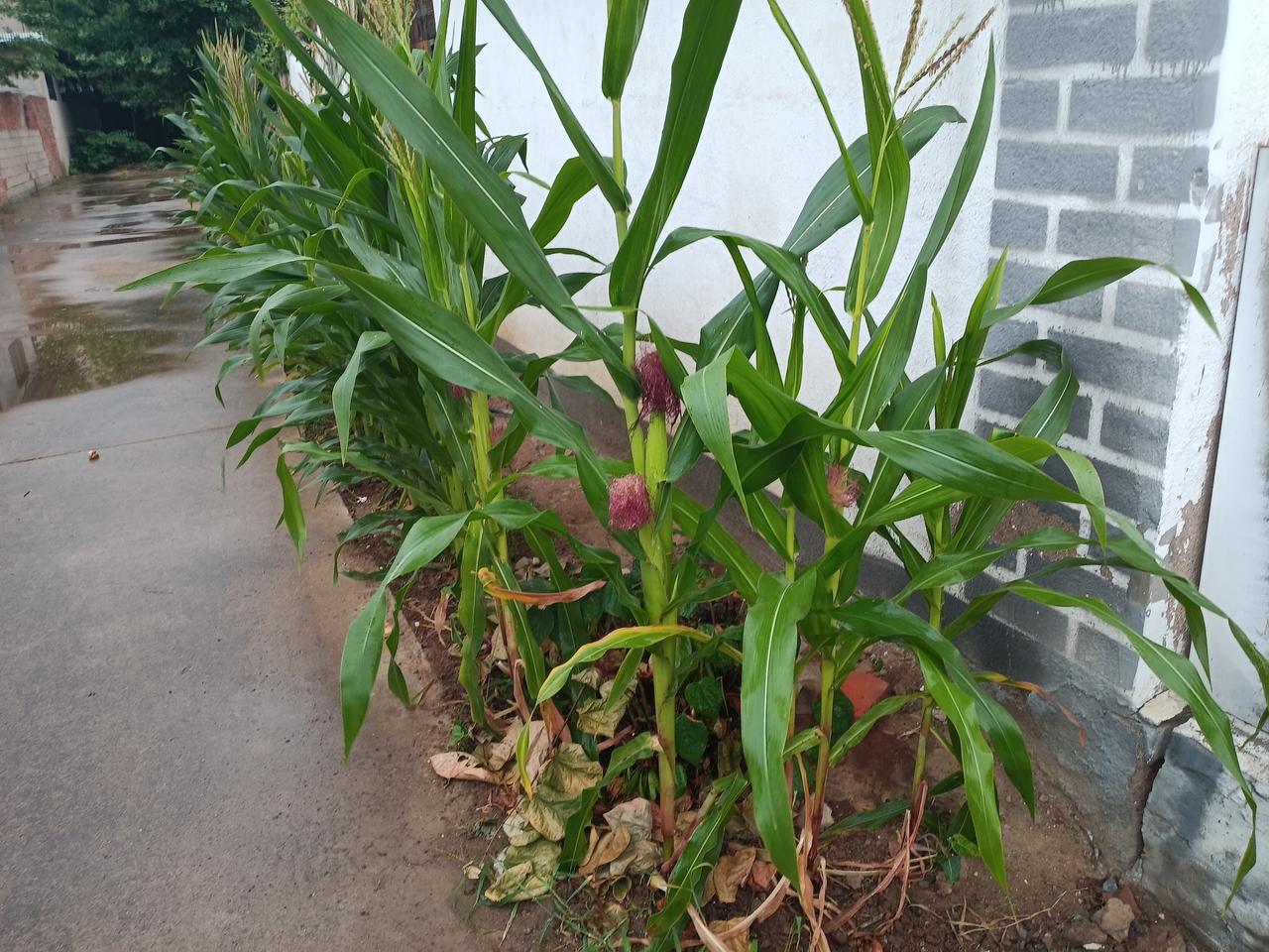 农村老家的房子里，有花有树，有蔬菜，住哪里太舒服了。
我家开的花 农家小院花卉