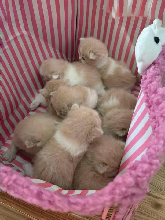 🇭🇰HK買貓💛一窩忌廉白曼基BB搵家長