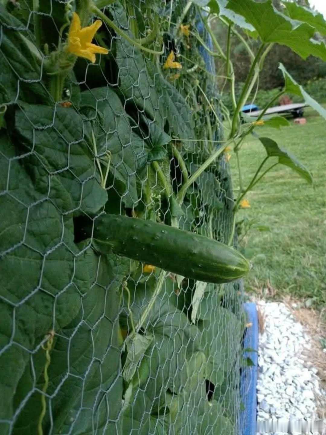 这🥒有点意思呀！一个有点理想的记者