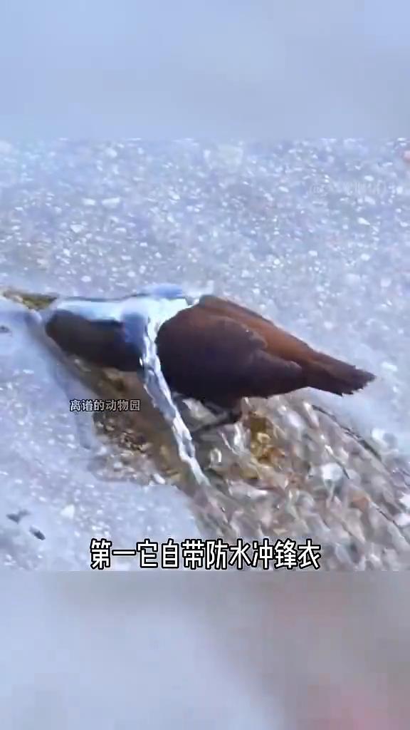 离谱的动物园：河乌。
它是鸟类里的异类，天花板，没有脚蹼却能像鱼一样潜泳，甚至在