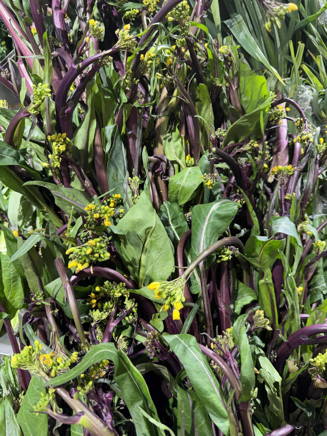 今儿去买菜，瞅见红菜苔只要1.98元，这价格简直绝了！瞧瞧这红菜苔，色泽鲜艳，茎