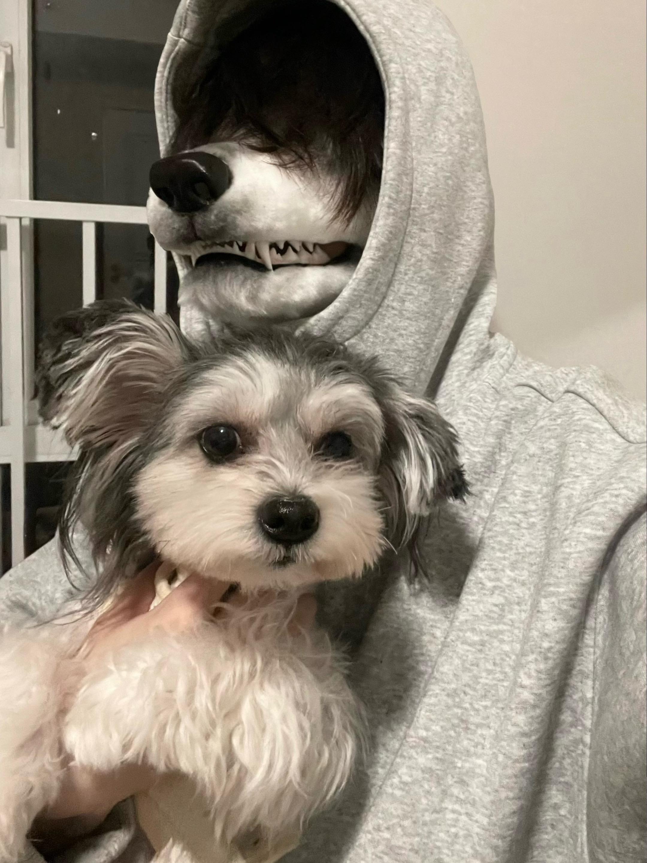 糟糕！我变成狗了！