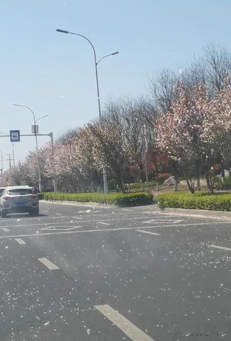 这一刻“宝马雕车香满路”具象化了。
前几天开车从南京路一直往南行驶，淄河大道以北