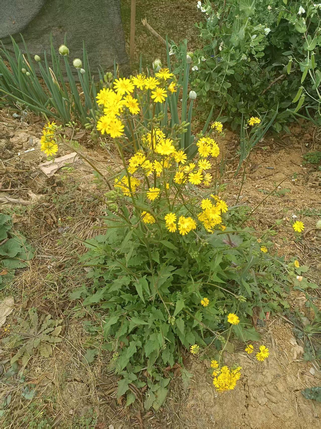 天南地北大拜年春天来了，万物复苏百花齐放！