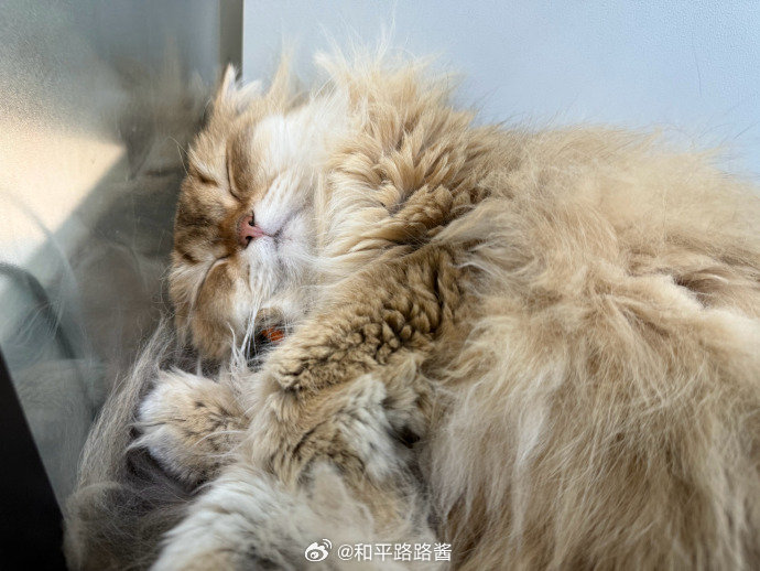 好运的毛像炸开了一样~梦到了什么东西？怎么还扭起来了2026PEL春季赛 202