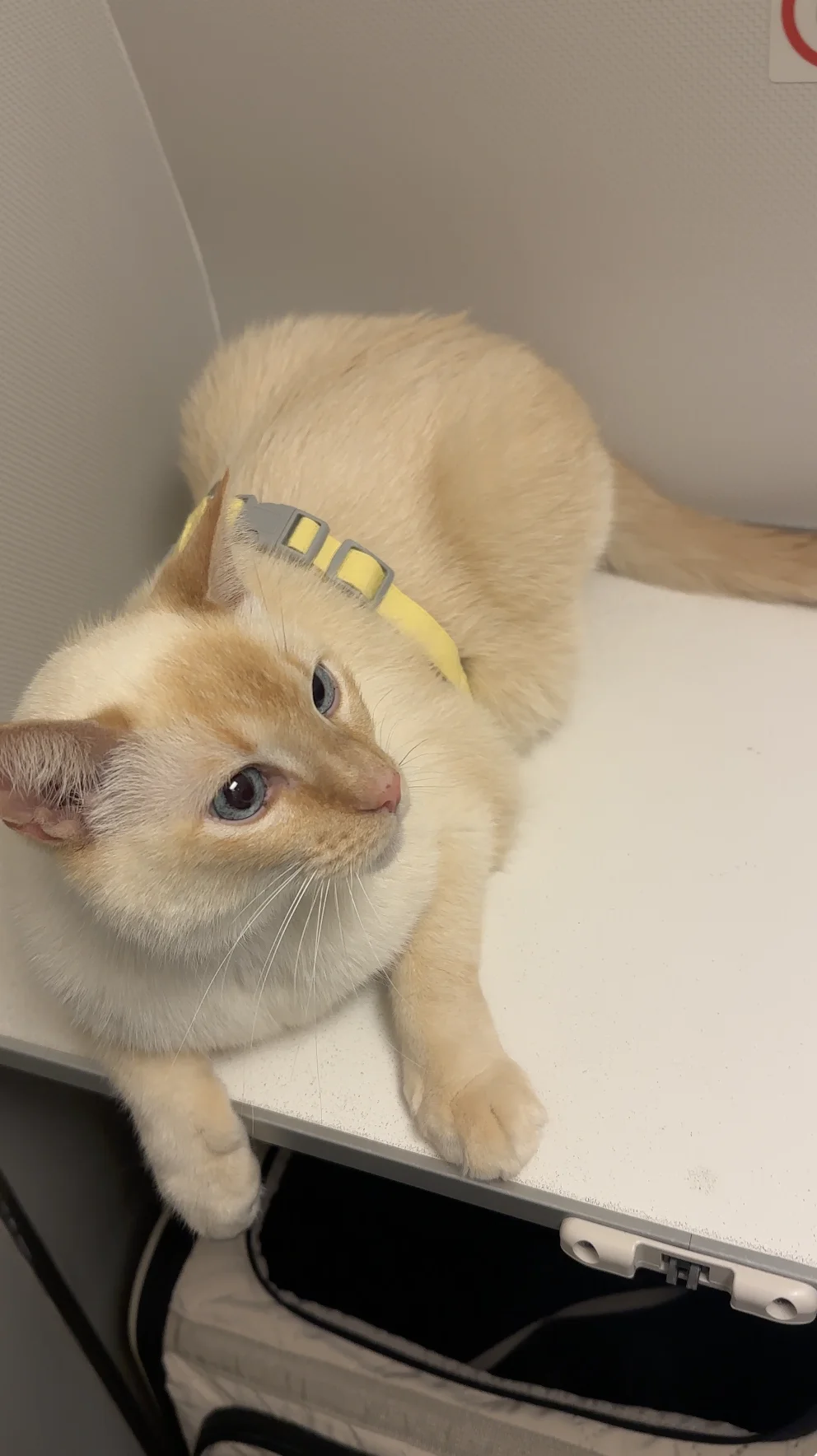 猫咪旅行｜勇敢的小猫先去享受世界🐱2