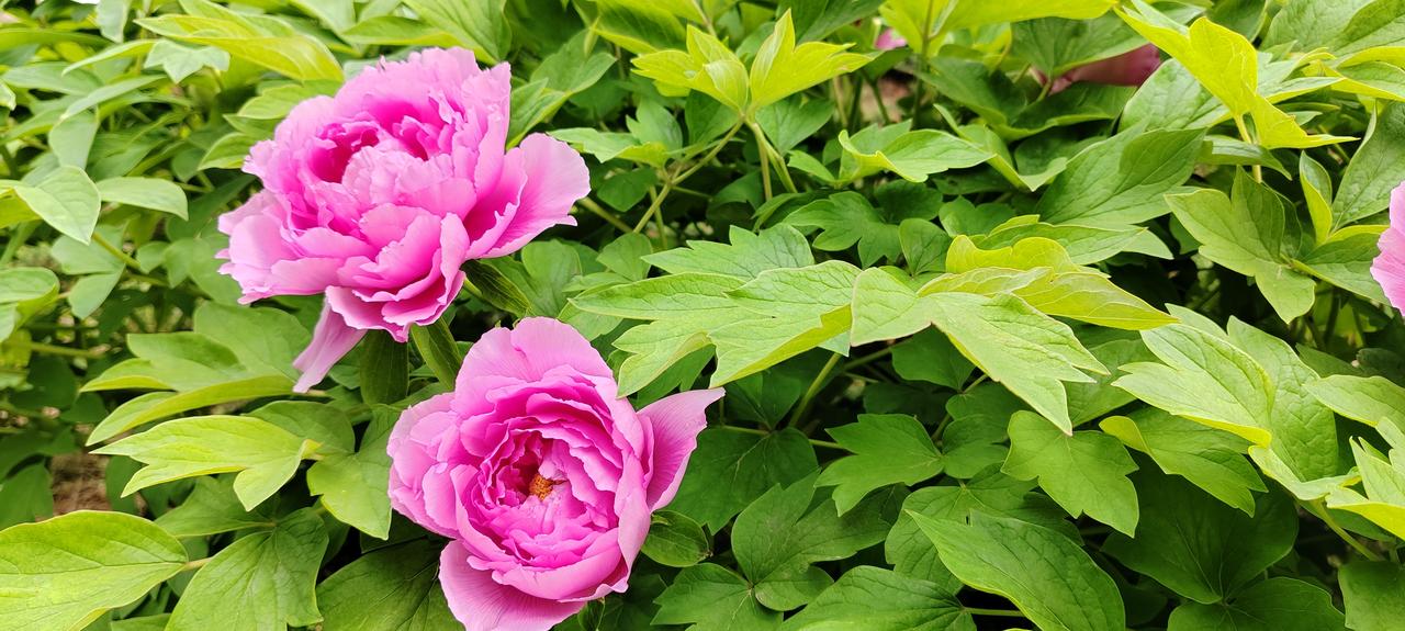 北京男篮三大致命伤。
一、节奏少变化，整场慢条斯理，不停地在几个后卫手中传球，不