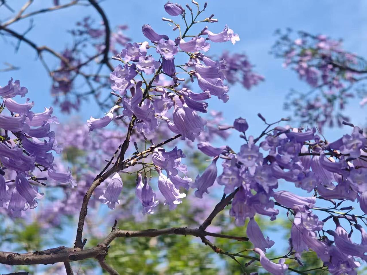分享随手拍的花朵