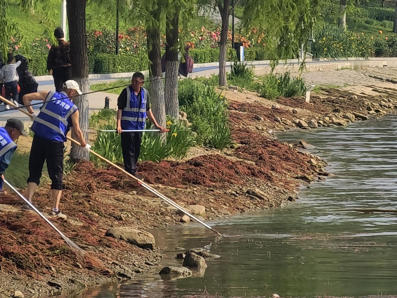 《在滨水公园看到的怪事》
路过滨水公园，看到一群工人正在打捞水中自然生长的水草，
