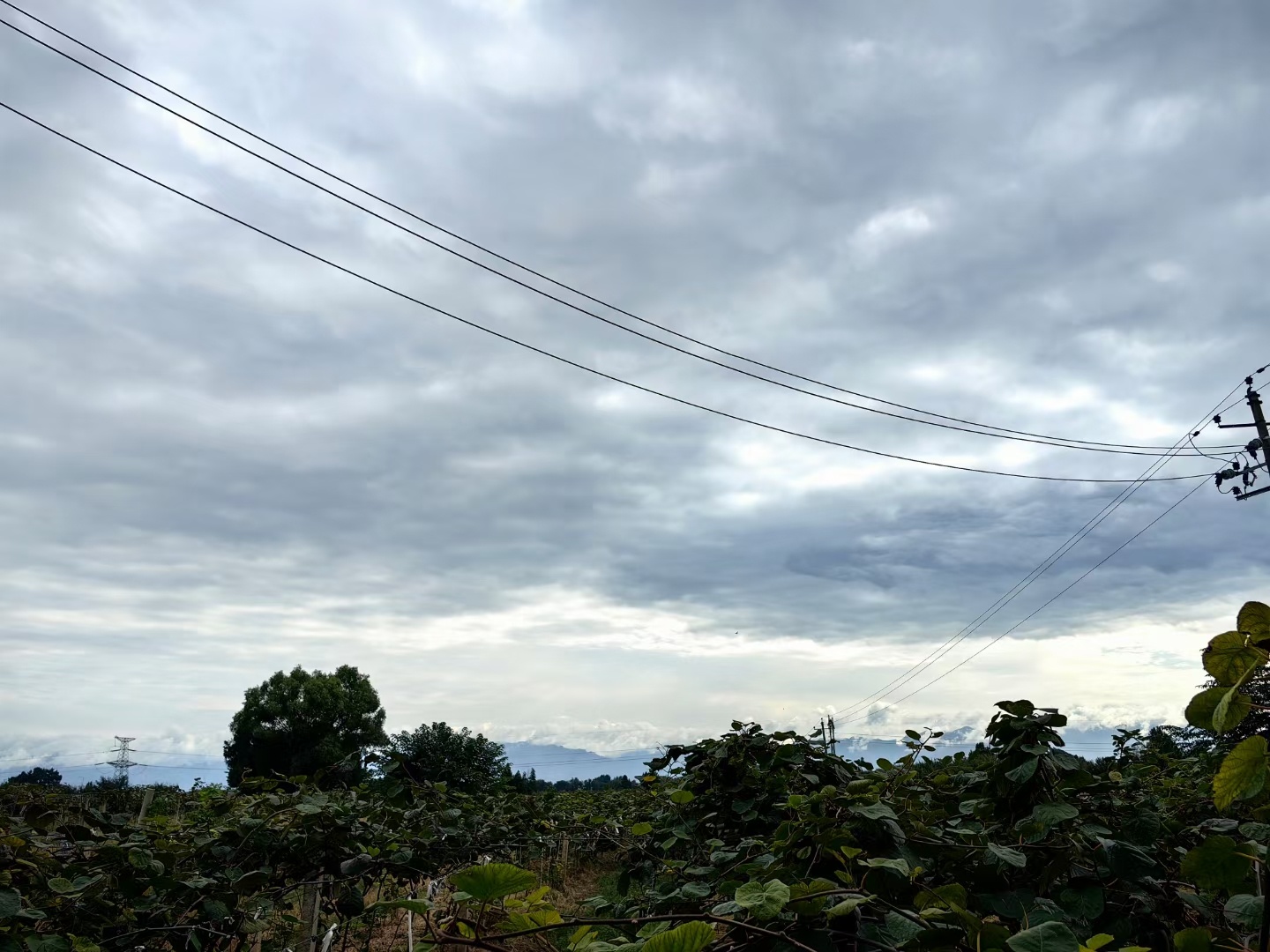 雨住了，地泥泞不堪。雨后的果园，空气清新，鸟鸣啾啾，湛蓝的秦岭在远方看着我们干活
