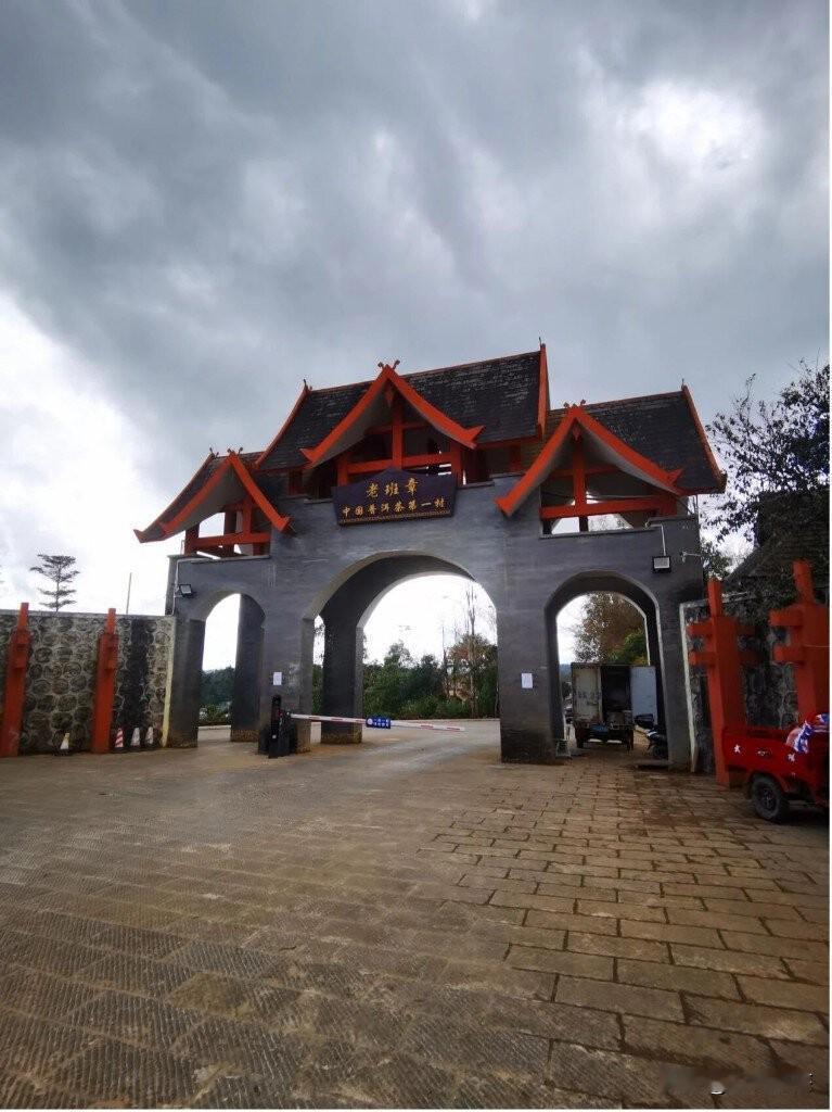 当普洱茶跌了22%，86万包采茶王树到底图啥？
 
2026年春茶季，云南茶山氛