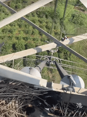 看到想哭，但也无奈，一边是安全，一边是生命，下次能不能把窝给它们挪到安全地带！[