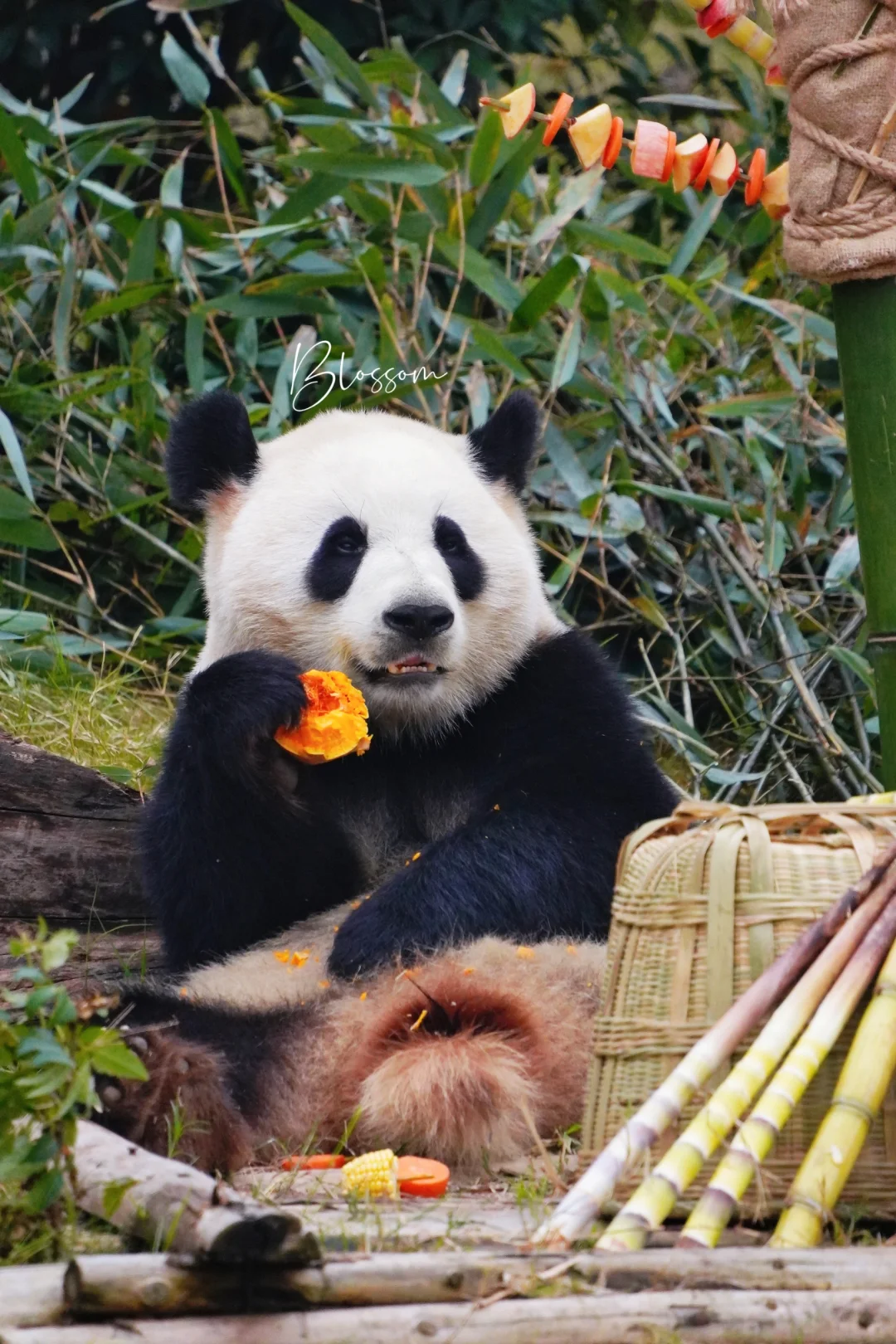 🐷🐟妹4岁生日快乐💐