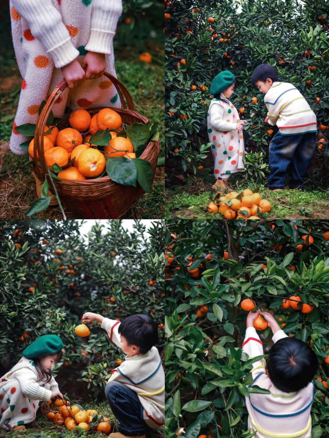 成都周边0.5h｜带娃实现采摘橘子🍊的自由~