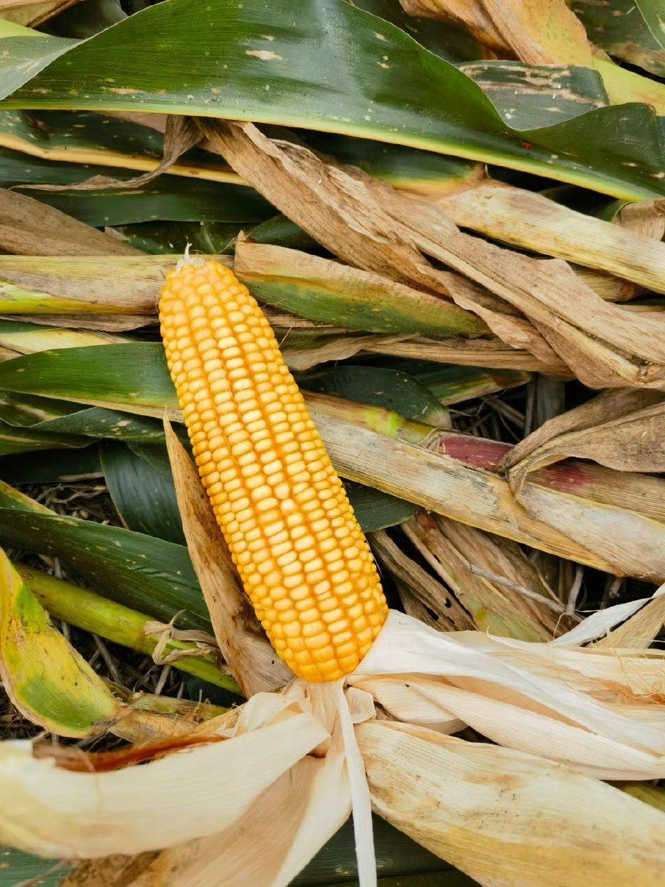 玉米在你们那儿的方言叫什么我们老家叫苞谷
