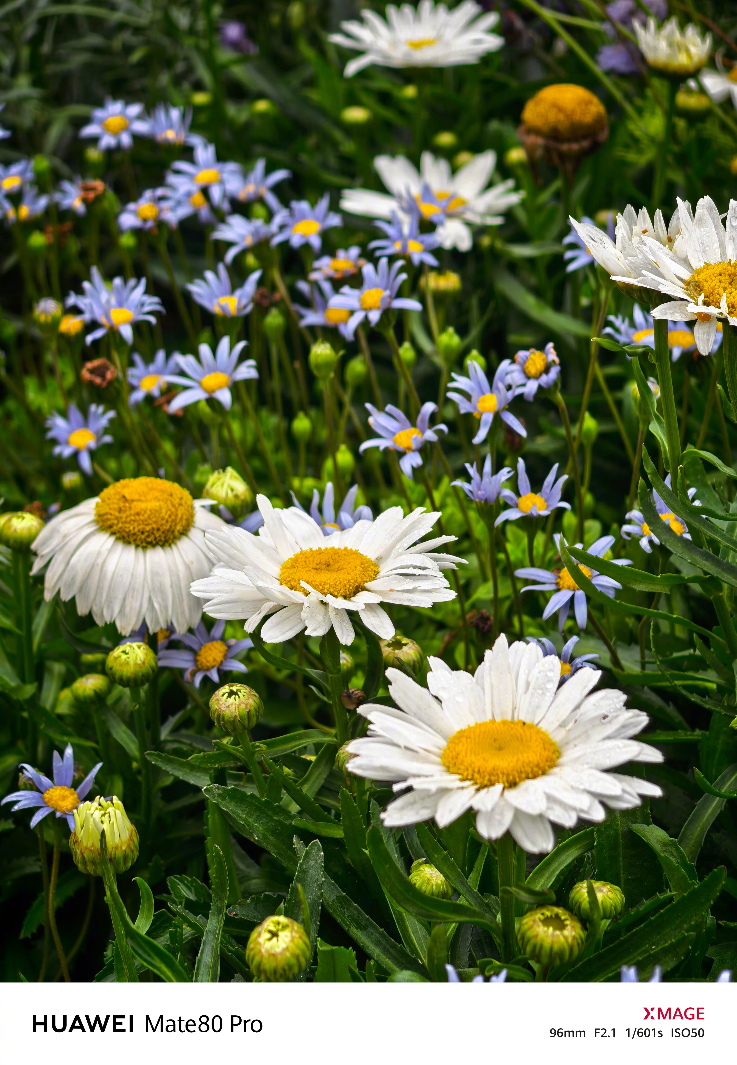 作为公园宣传大使今天去笔架山体育公园看了2026粤港澳大湾区花展，今年花展以“优