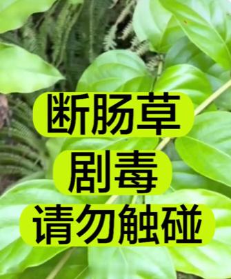 #广州5人误食断肠草中毒#这次是把断肠草误认为五指毛桃了…哎，六年前新闻里广州这