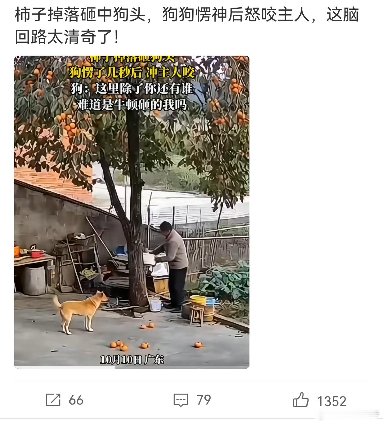 孩子摘月季被扎后老人挖月季这一家人的表现和这条狗差不多 ​​​