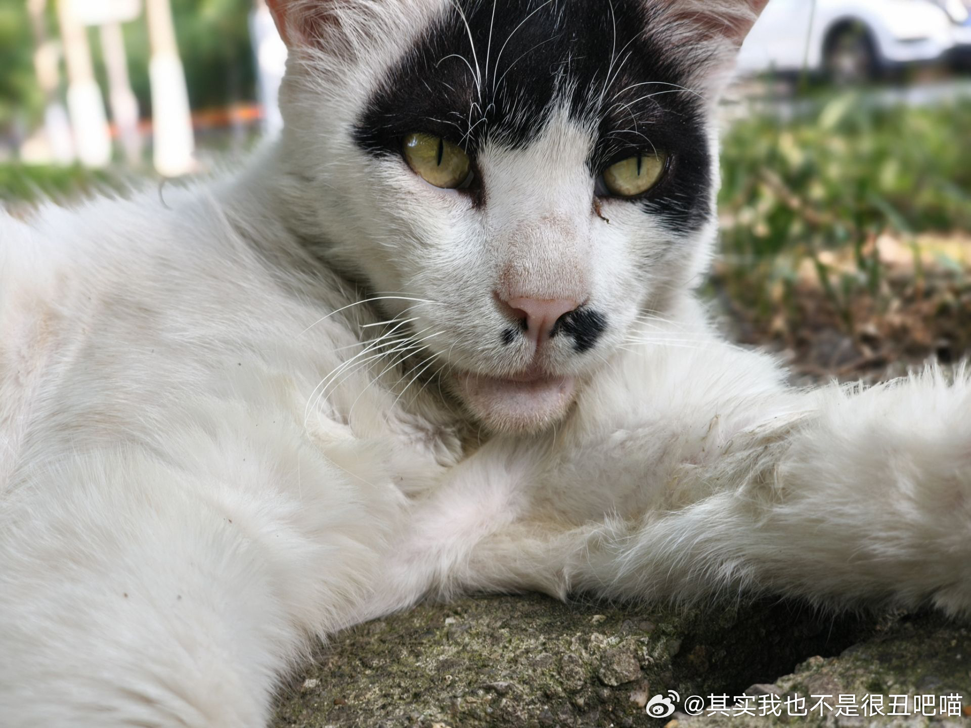 49684【丑猫】有鼻屎感觉凑凑的 