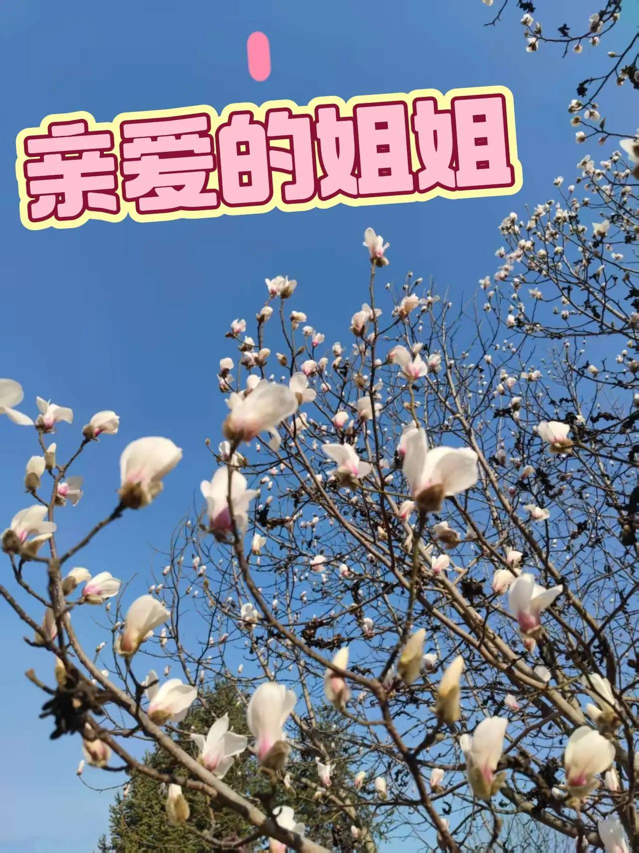 亲爱的姐姐。玉兰花开了 玉兰 手机摄影 图文热点来了