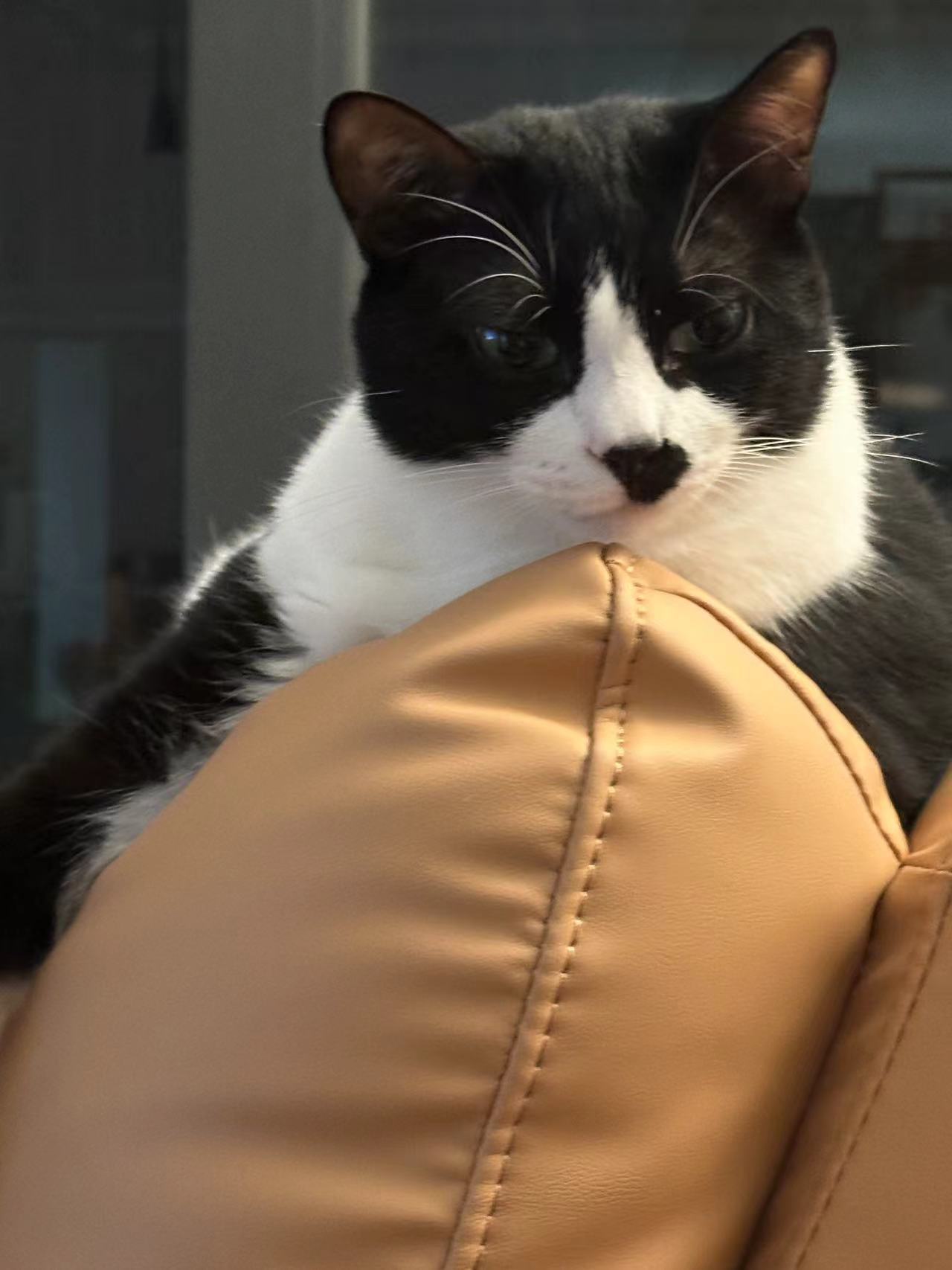 #淘宝102万征集代言猫#看看我这两只，能不能值120块！ ​​​