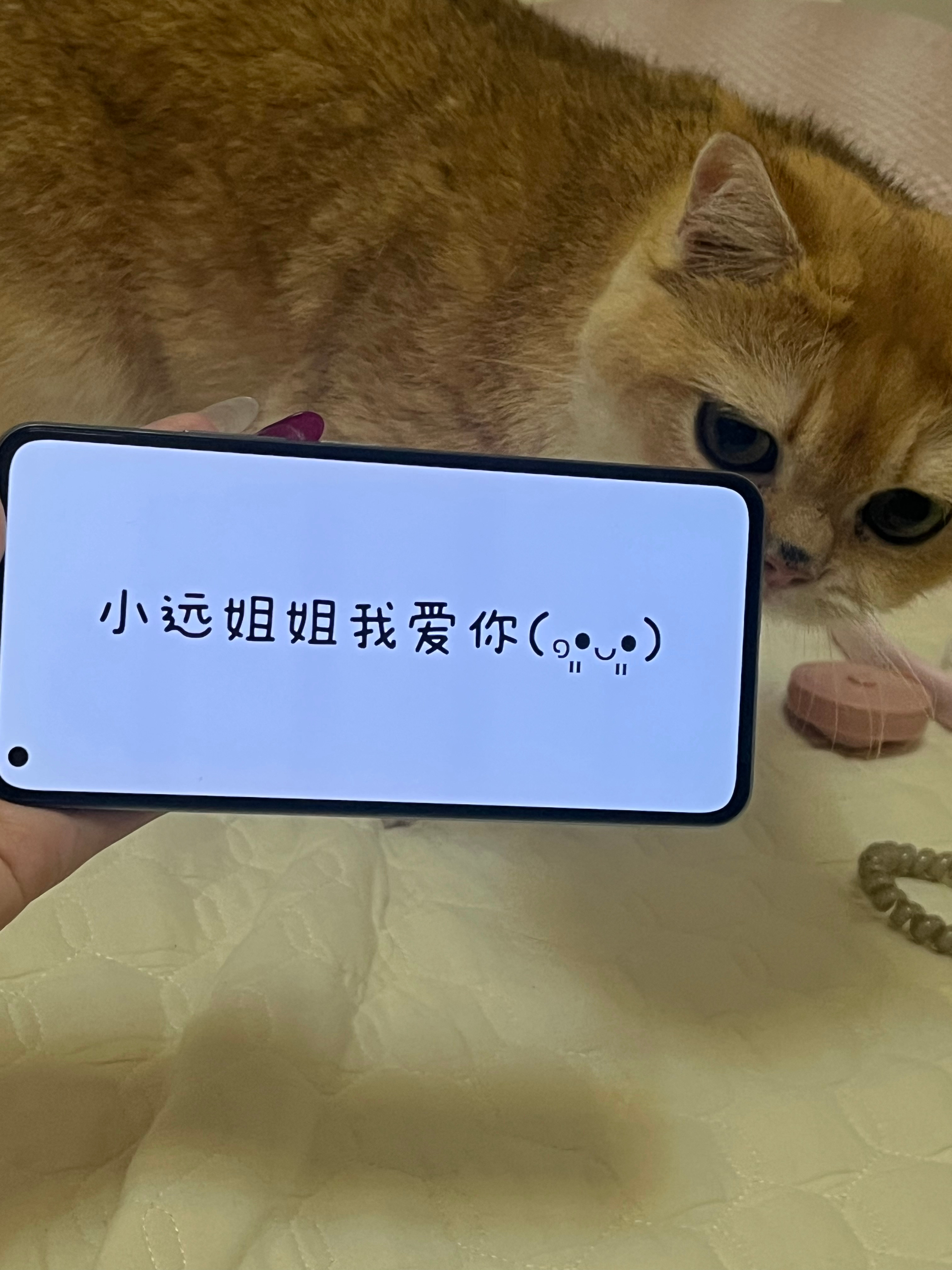 奶黄猪咪我爱你 