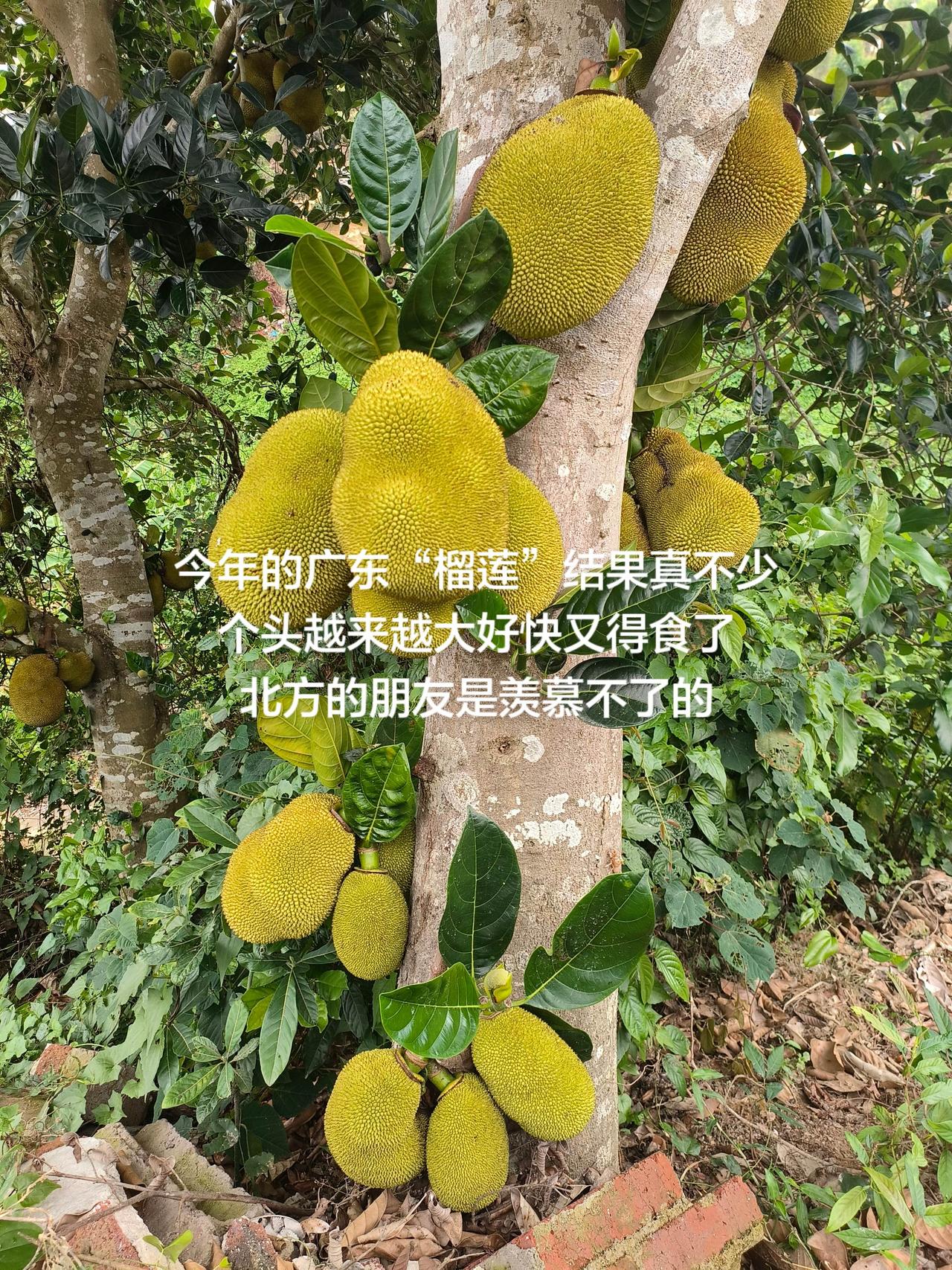 今年的广东“榴莲”结果真不少
个头越来越大好快又得食了
北方的朋友是羡慕不了的