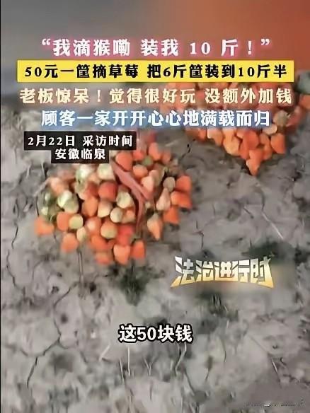 安徽临泉，一女子带着孩子们去摘草莓，老板说50元一篮子，万万没想到，女子竟在篮子