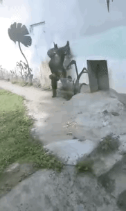 猩猩都这么努力健身了，你还有什么理由不努力呢？