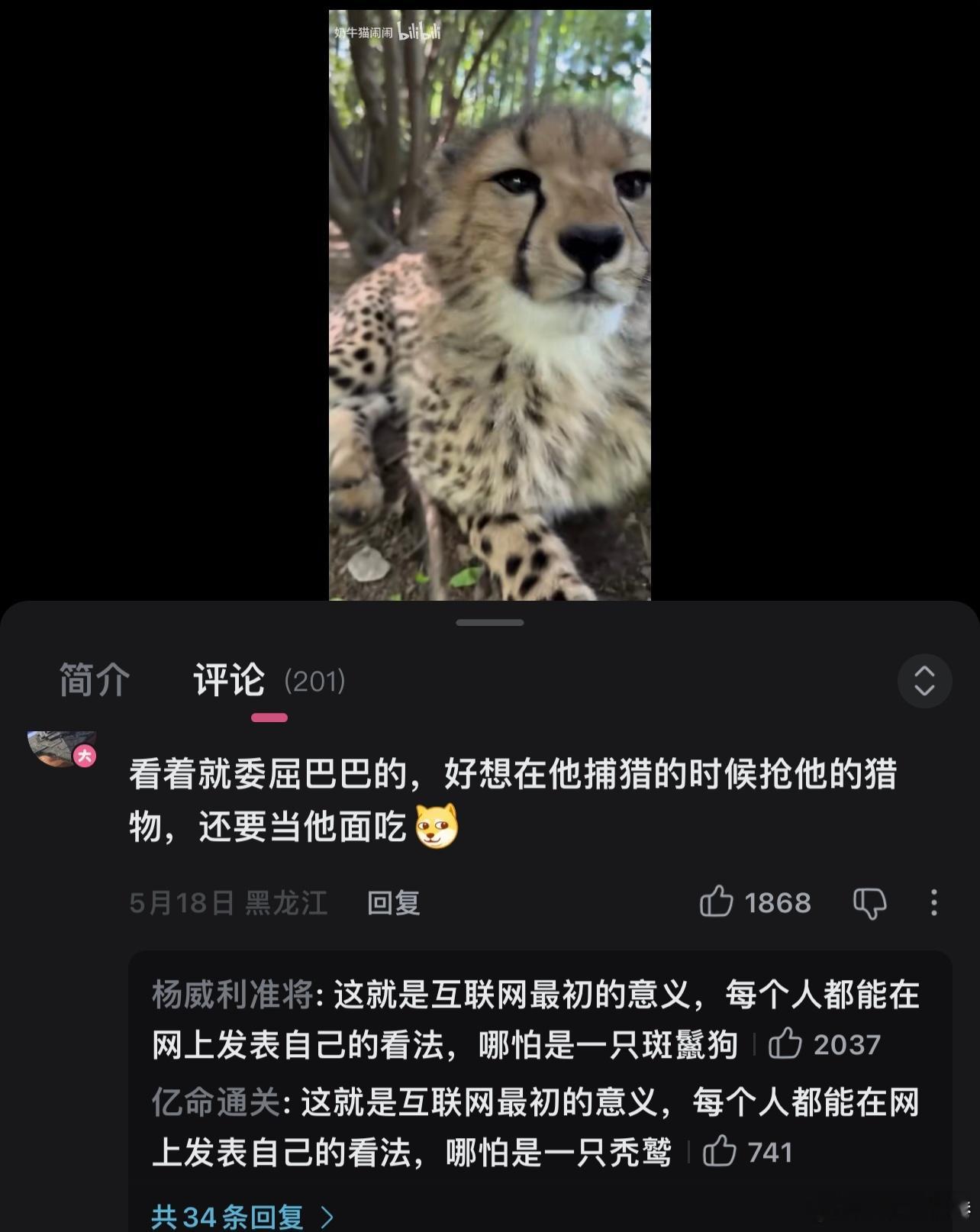 猎豹别看是恶评 